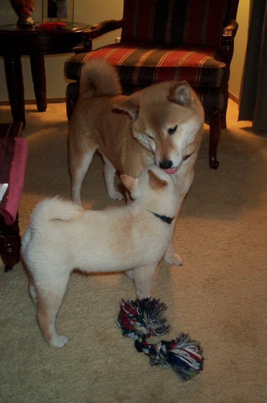 艺术与钢铁,里昂收割奥地利之战,坎特化身关键先生