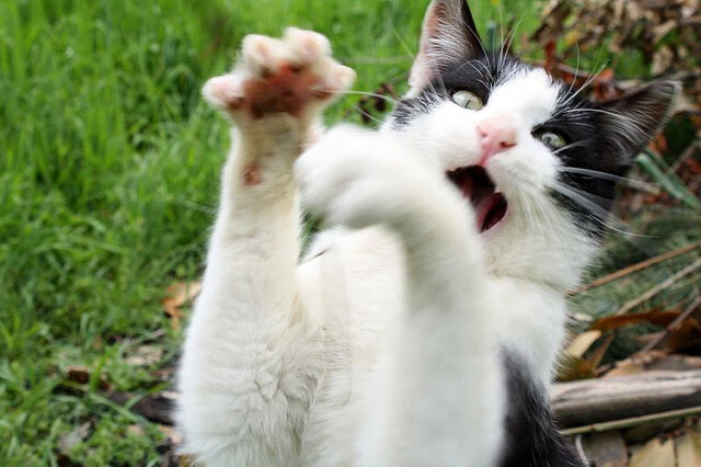 何为赢家基因？从爵士绝杀到爱德华兹接管，跨越运动的胜利法则