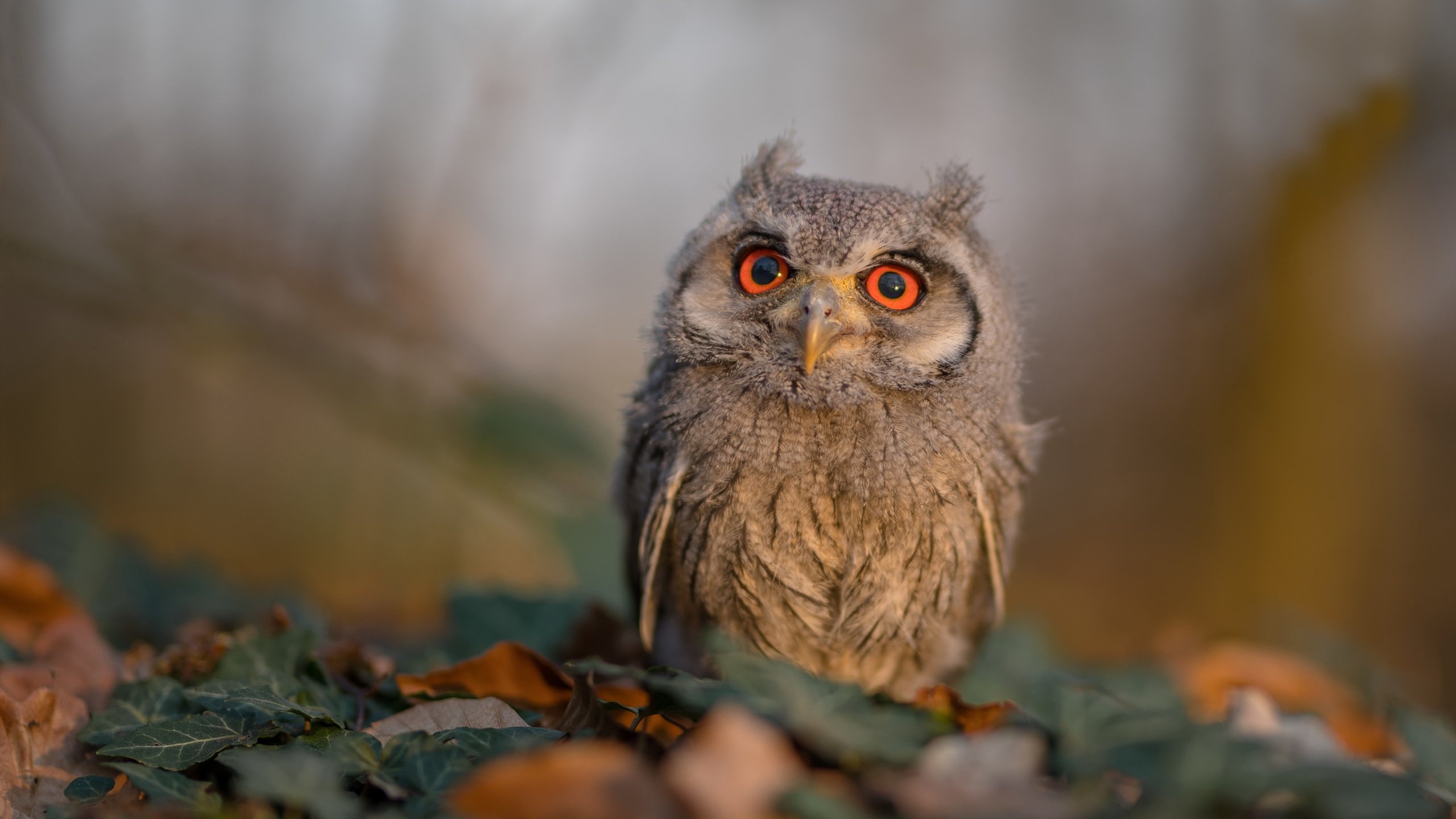 霍勒迪双线称王,体育传奇的交响