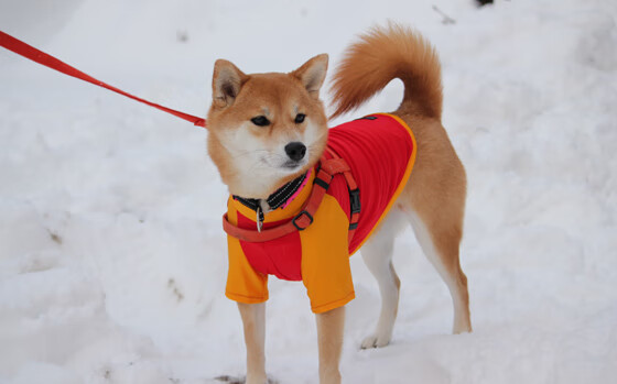重现北欧冰雪风暴,曼联用挪威式冷静一波带走意甲焦点战
