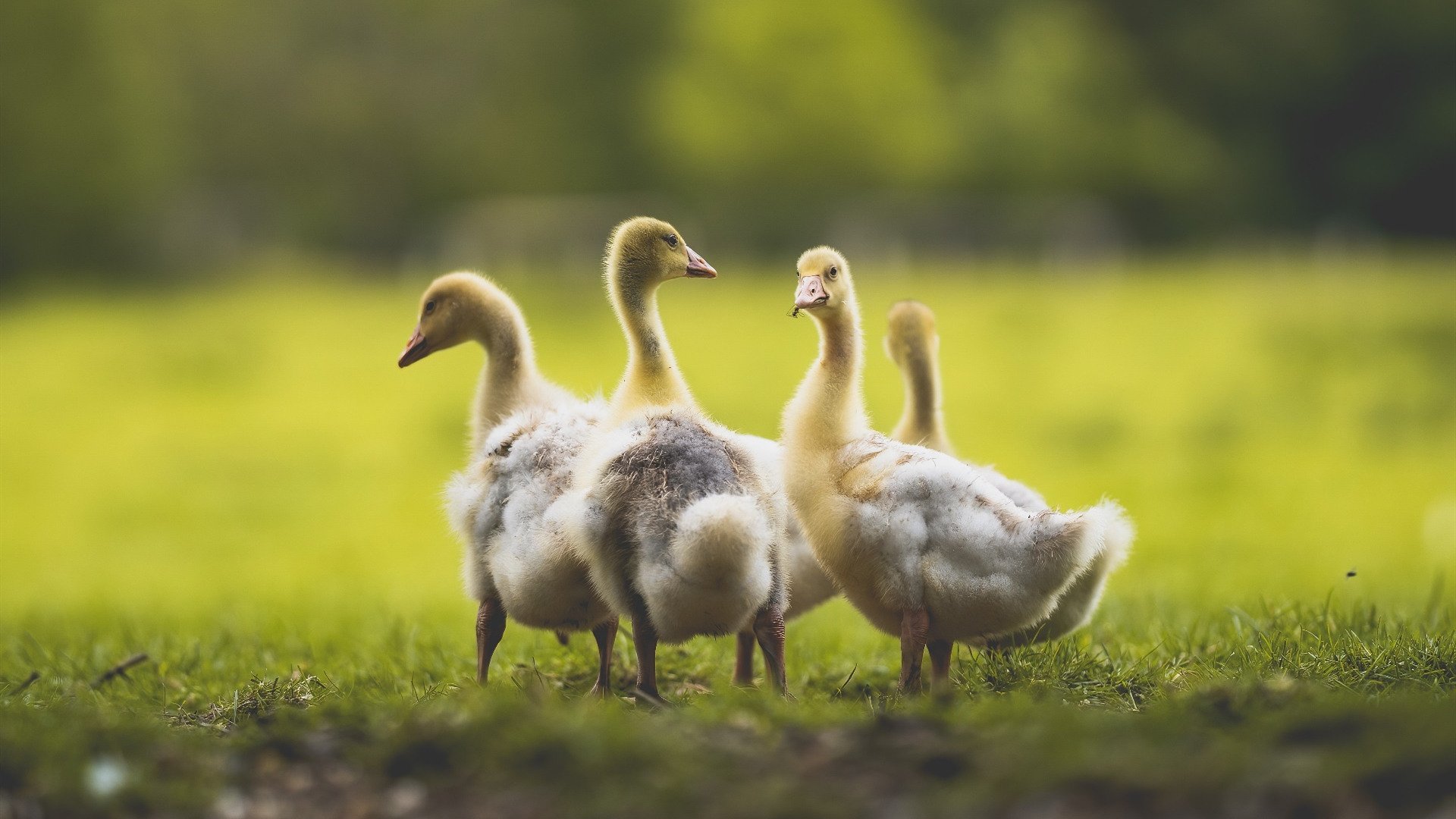 数据乌龙!拉文空降爵士独行侠大战,赛后评分竟拉满