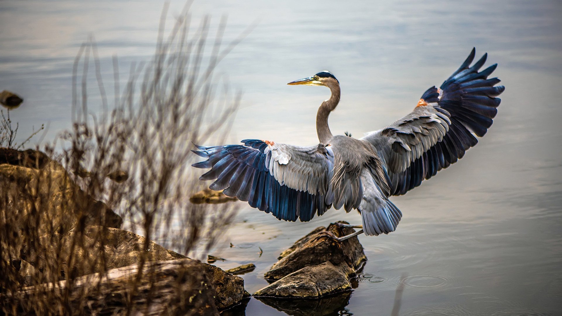欧冠淘汰赛之夜,当迪巴拉的左脚画出彩虹,亚平宁为之屏息