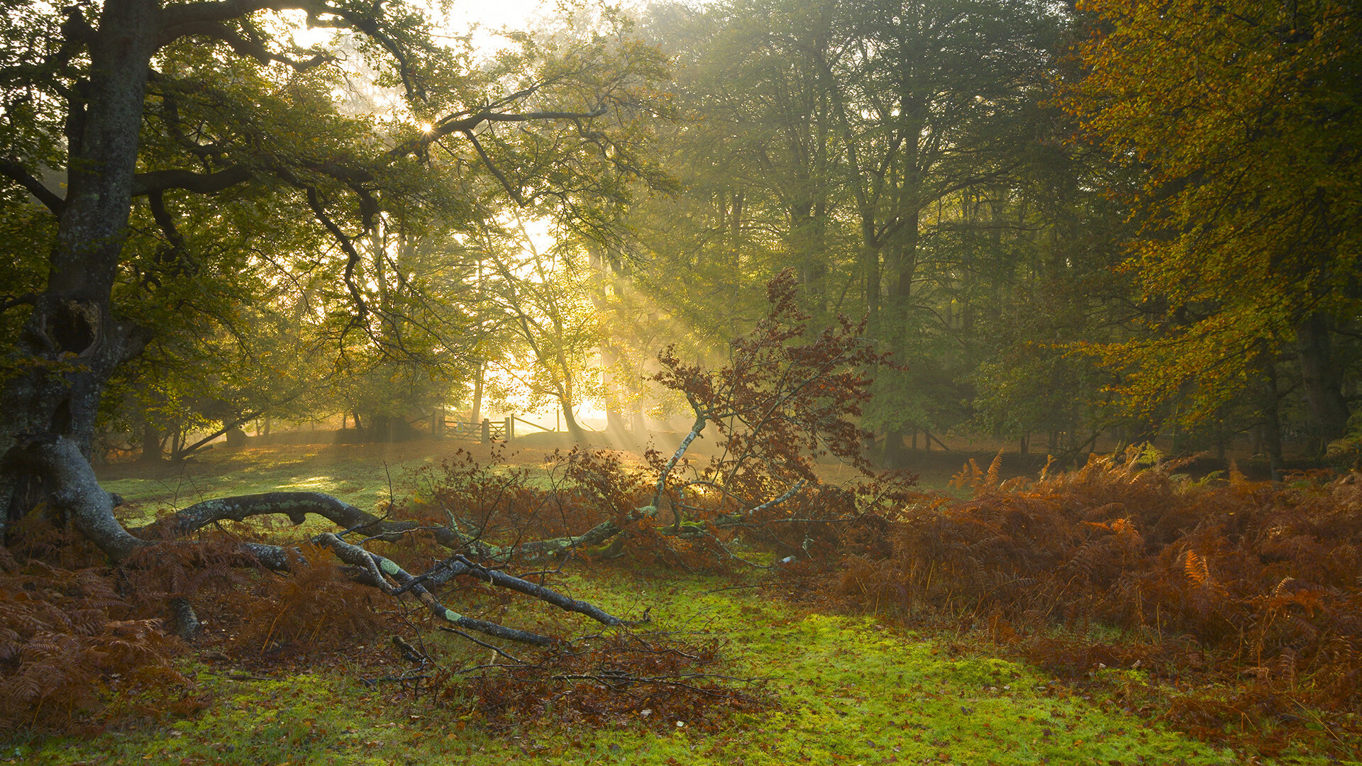 冰封丹佛，当切特·霍姆格伦将生涯之夜献给高原的寒夜