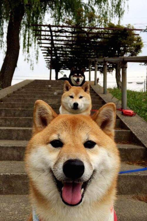 跨界唯一性，塞内加尔足球的荣耀与穆勒篮球传奇的交汇