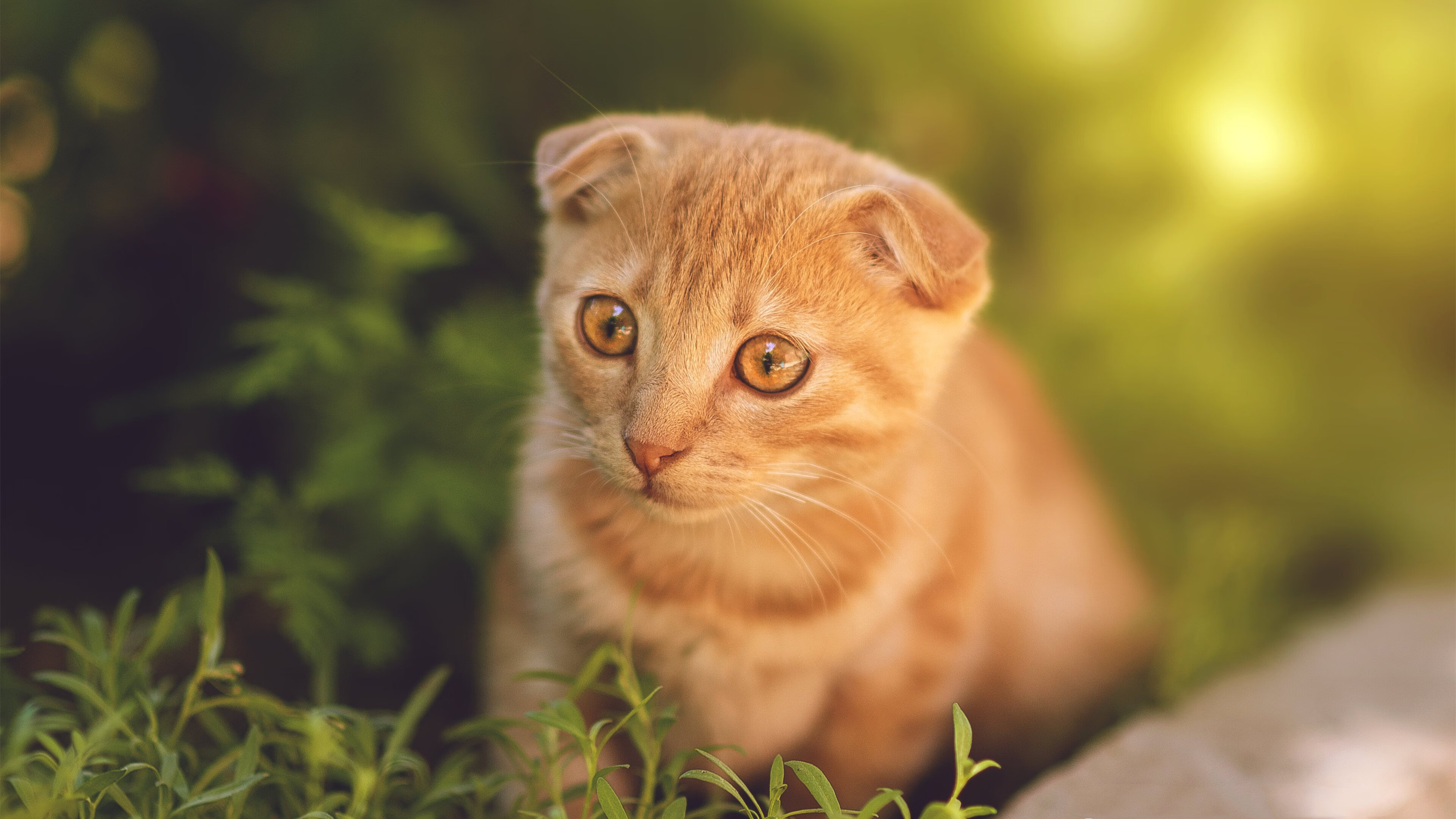 冰与焰的对决,伦纳德关键节点连续得分,活塞机制收割黄蜂