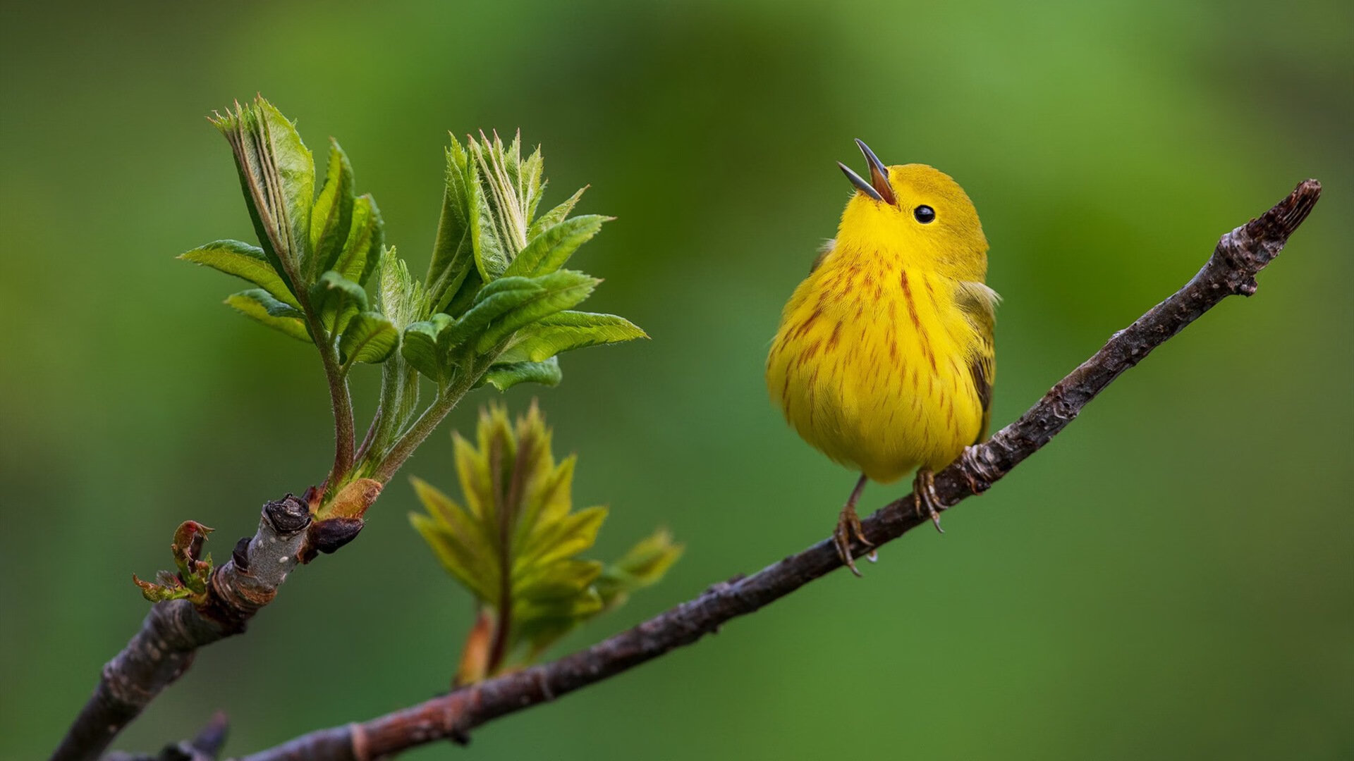 夜幕为幕布，舞步作笔锋，维尼修斯在排名争夺战中的节奏独舞