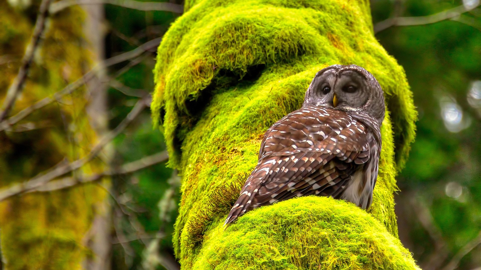分水岭之夜，秘鲁力克玻利维亚，阿尔瓦雷斯在焦点战中完成蜕变