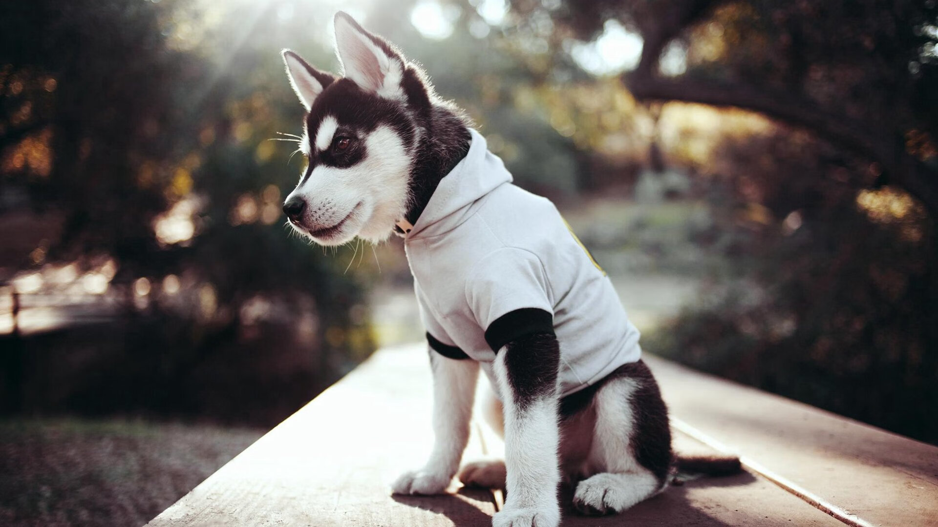 焦灼战场与节奏魔法师，当德文·布克在鏖战中执掌太阳的胜利时