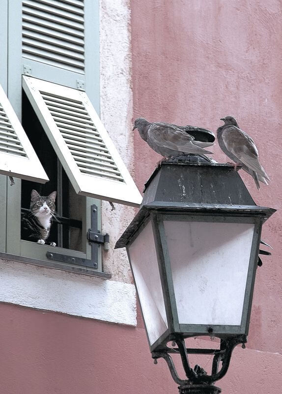 东契奇，攻防转换的现代艺术大师