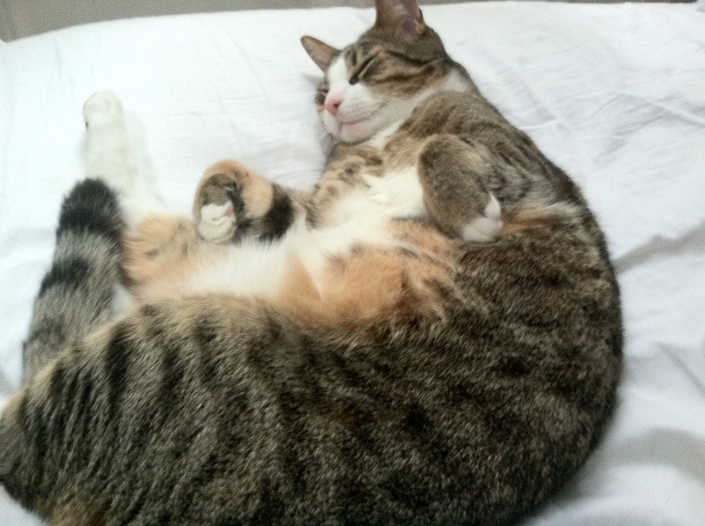 最后一舞的钟声，当库里用三分球撞响奥运之门