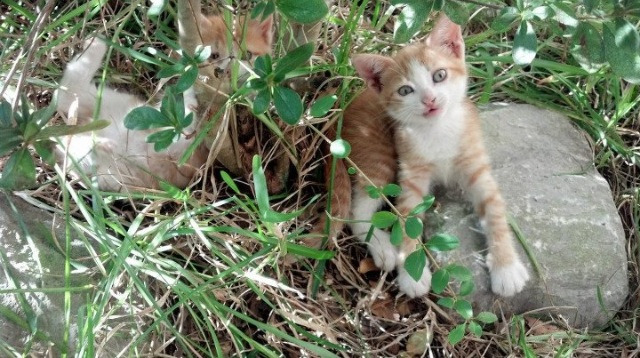 马刺对公牛，塔图姆于时间褶皱中执笔