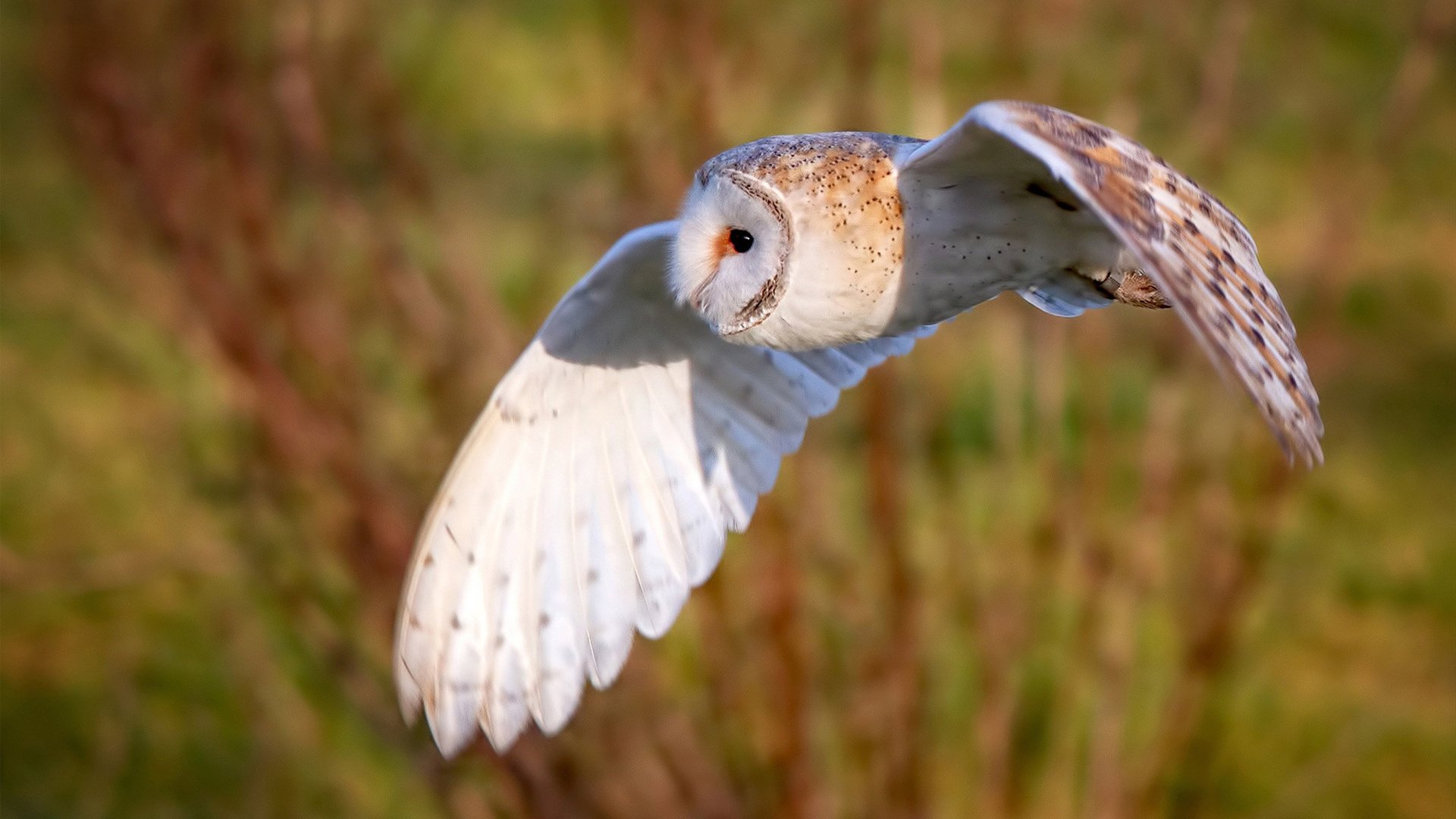 个体天赋与整体铁壁，当无解成为比赛的双重密码