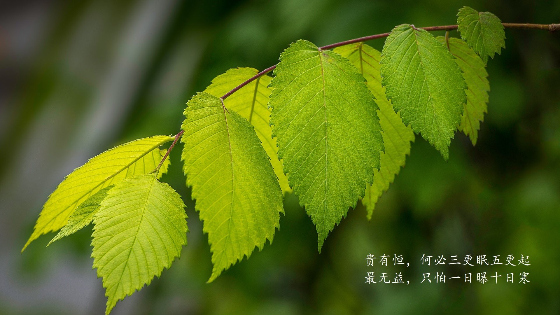 D组生死战,葡萄牙铁腕压制韩国,努涅斯独造三球封神之夜